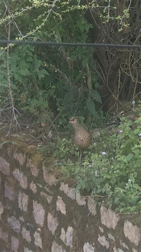 A Beautiful Female Pheasant in the Backyard 🌿