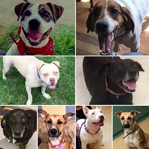 3.3K views · 156 shares | TODAY August 26, 2017 is National Dog...