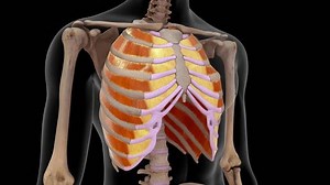 Intercostal space of ribcage and intercostal muscles between the ribs 3d rendered video clip
