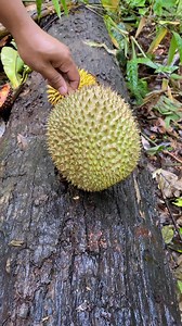 523K views · 2.1K reactions | Tutorial belah durian yang baik dan anti gagal 來來 | Borneo Forester | Facebook