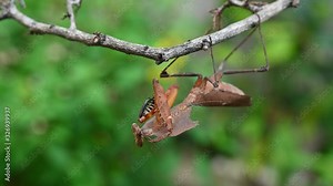 Dead Leaf Mantis, Deroplatys desiccata; hanging upside down facing the camera while preening and grooming itself then turns to continue with its right foreleg.
