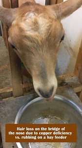 Is your goat losing hair on the bridge of its nose? 🐐 Learn to tell if it's from rubbing on feeders or a mineral deficiency! Hair loss due to rubbing is jagged and messy, while deficiency causes smooth, symmetrical hair loss. | For the Love of Goats