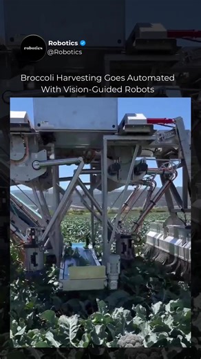 Broccoli harvesting is being automated. These machines can identify ready-to-pick heads using vision, then use multiple fast pick-and-place arms, including delta robots, to harvest at high throughput, reported at over 2,000 heads per hour. For farms, it’s a practical answer to labour pressure and the need for consistent, fast harvesting. #robots #tech #artificialintelligence #ai #robot