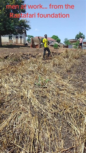 Rastafari Community Tree Planting: Environmental Conservation by Rasta Members
