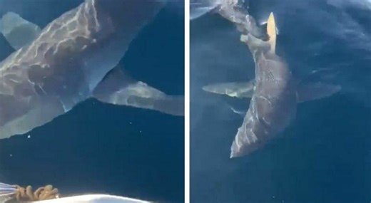 Squalo mako attacca una barca a Gallipoli video