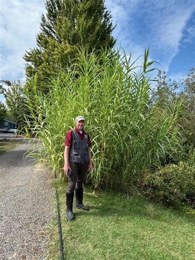 Invasive 'Giant Reed' threatens Southern Oregon waterways and fire safety - KOBI-TV NBC5 / KOTI-TV NBC2