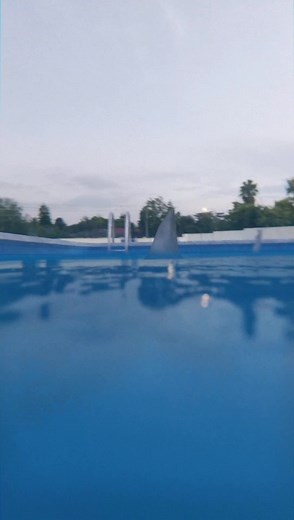 Swimming Horror Animation: Shark Attack Phobia