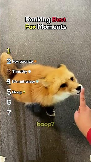 Silliest Fox Moments Ranked 🦊 #usa #funny #top5 #fox #animals #viral #humor #compilation