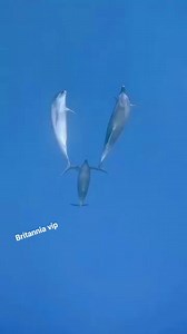 2.2K views · 20 reactions | #Dolphin in the #wild  Britannia VIP Egypt  Hurghada Holiday Information  | Britannia VIP Egypt | Facebook