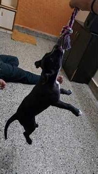 Meet Roxy, the 2-month-old Pitbull pup who's nonstop chaos 😂🔥 | Pitbull | Dog | Puppy | APBT