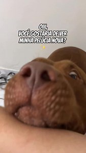 19K views · 3.5K reactions | Você gostou? 凉 Essa é a base da @brunatavares para pet e você também pode adquirir uma pra seu pet, no site da @petlovebrasil  Cada pelúcia vendida, ajudará um animalzinho necessitado! 珞 #animais #cachorro #pitbull | Lara Pitbull | Facebook