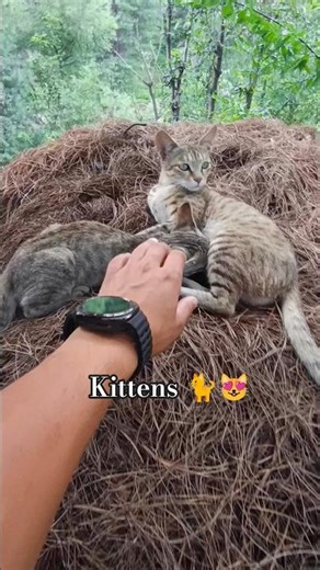 Feral Kittens Experience Love For The First Time