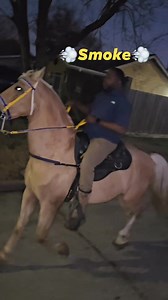 1st time pulling #Smoke out 2024, my boy didn't miss a beat...... Roderick DeVaughn David shoed him in the beginning of September and he still had his shoes on today...... He been resting up watching the other four being ridden....But he's back outside. So alot of yall 🥷 go be in trouble this year when I do pull my boy out🤘🏾💪🏿🐎💨🤣 | Ronald Addison