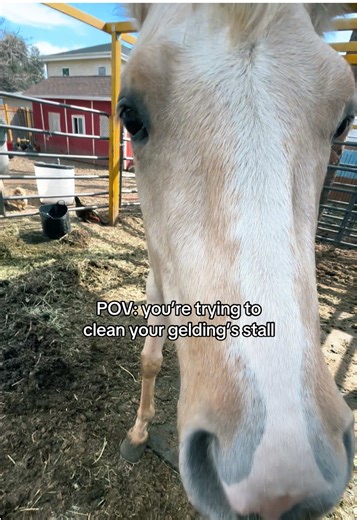 The Reality of Cleaning Your Gelding's Stall