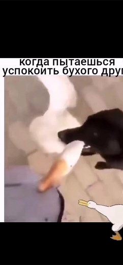 Playful Interaction Between Dog and Goose