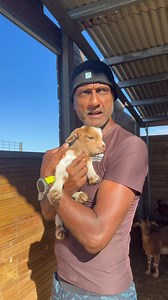 Excusez mon anglais bancal ! 😅 Bref le verdict est tombé ! Vous avez été nombreux à proposer des prénoms pour notre petite chèvre née cette semaine, et on vous en remercie Le commentaire le plus liké, est… ✨ JUNE ✨ Prénom qui lui va à merveille ! On a aussi vu que le prénom Biquette revenait souvent dans les commentaires, mais comme on a déjà une Biquette à la ferme… on va éviter les confusions 😄 Encore merci à vous ! Et bienvenue à June dans la famille ❤️ | Ferme pédagogique du Domaine Palssa