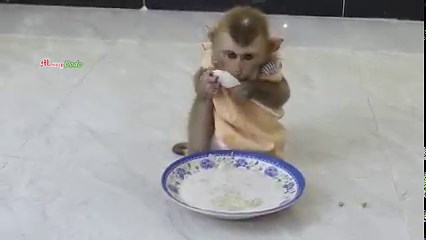 6.8K views · 511 reactions | Most Obedient Biden Sit Orderly When Mum Prepare Corn Pudding Recipe | Monkey Dodo | Facebook