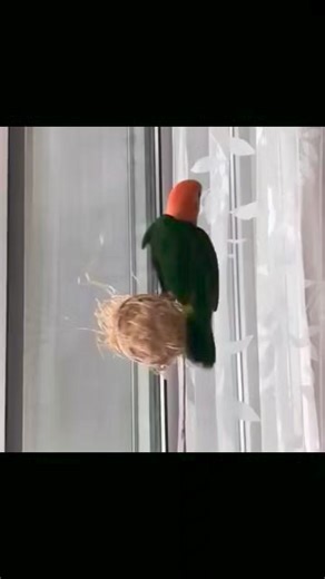 27K views · 540 reactions | What a Muppet!  | Birbs 4 U | Facebook