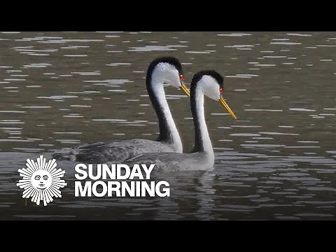 Nature: Mating grebes