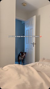 Proof that dogs are better than humans 🥹 Please excuse the mom voice but I had to share this because dogs just know. Doug was kept on a lead yesterday when he came upstairs to see me as he isn’t aloud to jump up on the bed due to be having surgery. His little cries just broke me 🥹❤️‍🩹 #xlbully #souldog #doginstagram #dogmom #endthestigma | Doug.thexlbully