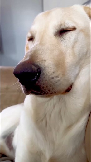 1.7M views · 52K reactions | Throwback to a dramatic Reggie moment #saddoggo #dramatic #DogLoversUnite #funnydogs #iamthedrama | Winston, Rutledge and Reggie the funny Labs | Facebook