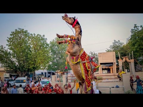 राजस्थानी ऊंट का ऐसा डांस आप ने पहले कभी नहीं देखा होगा | New Marwadi Dj Song 2023 | New Camel dance