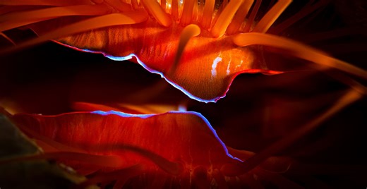 Disco clam: A poster child for weird bivalves | Natural History Museum