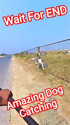 Highway Road Jumping Dog Catch #shorts #pets #dog #ytviral #dogwithpublicsafety #ytshortsindia
