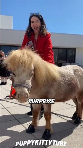 Meet the Falabella: The World’s Smallest Horse