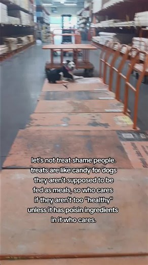 Dog Treats: Affordable Options for Training and Fun