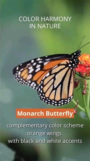 Monarch Butterfly's Stunning Color Harmony: Complementary 🦋🎨 | #ColorHarmony #NatureArt #Inspiration