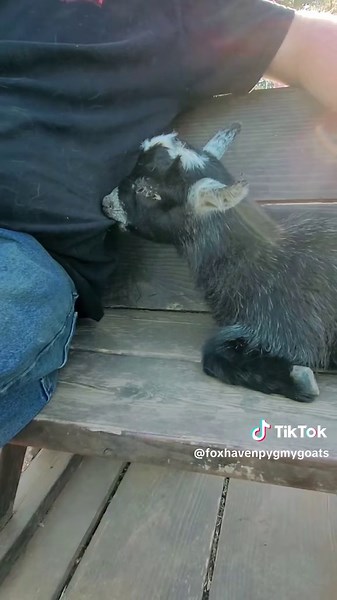 The Importance of Pygmy Goats in Our Lives