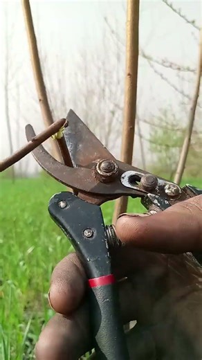 "This cut will change my peach tree forever! 🍑 Watch the transformation!"#PeachTree #Pruning 🌿