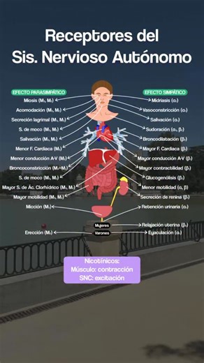2.4K views · 40 reactions | 易El sistema nervioso autónomo es la parte...