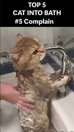 😹 TOP 5 Cats Taking Baths | Cutest & Funniest Moments Ever! 🛁🐾 #cats #catlover #top5