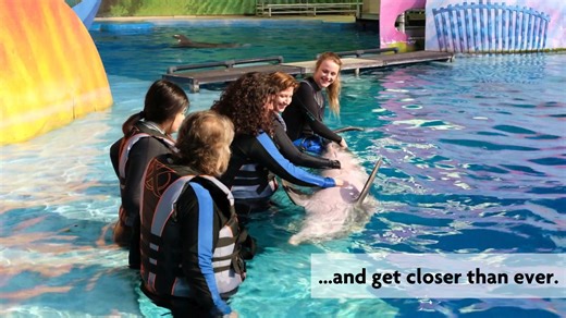 Get up close with dolphins at the Indy Zoo! Learn trainer hand signals and enjoy hands-on fun—in the unforgettable dolphin in-water experience! 🐬✨ For more information click here https://www.indianapoliszoo.com/visit/zoo-more-experiences/dolphin-in-water-adventure/. #dolphins #indianapolis #AnimalAdventure | Indianapolis Zoo