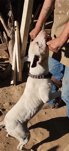 El bullterrie del charly 😎 #facebookreelsviral #bullterrier | Max Hernandez Jr.
