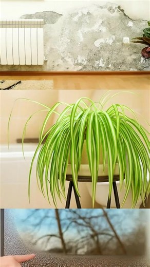 5 indoor plants that eliminate mold and condensation in the home | GreenLife Guides