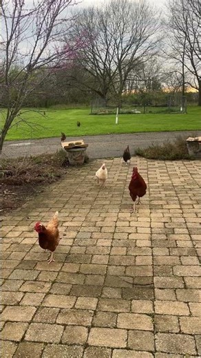Chickens 🐓