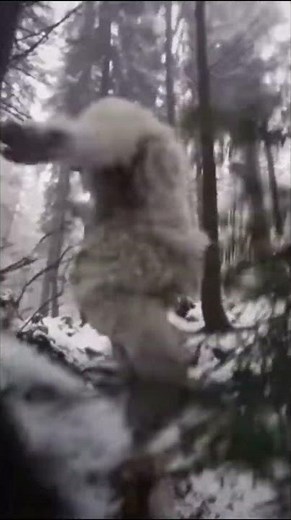 Yeti falling down hill meme #funny #meme #memeviral