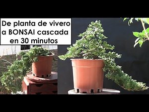 Cómo hacer bonsai en cascada en 30 minutos