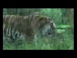 The best puking cats