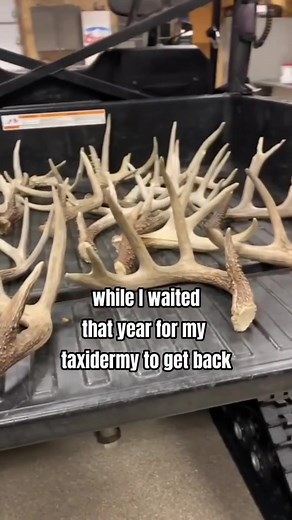 Digital Taxidermy on TikTok