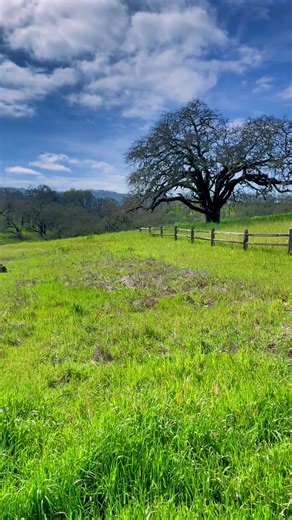 Happy first day of Spring 🌞 #firstdayofspring #2023 #nature #outdoors #hiking #wildflower #mustard #mustardflower #landscape #scenery #sun #sunnyday #trees #sky #spring #springbreak #exercise #walk #springvibes #springequinox #naturewalk #momsoftiktok #momlife #momtok #beautifulday #relaxation #relaxingvideos #naturedrive #sonoma #sonomacounty #california #northerncalifornia #norcal #555 #calm #peace #spirituality #spiritual