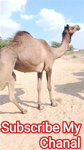 Cute Camel’s Adorable Walk in the Desert 🐪🌵 | Desert Beauty #shorts