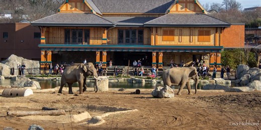 Cincinnati Zoo opens final phase of Elephant Trek