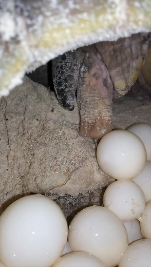 It’s #WorldTurtleDay! Today we celebrate the fighting spirit of these fascinating animals - from sand to sea. (🎥: IG // infiniteoceanproject) | Discovery