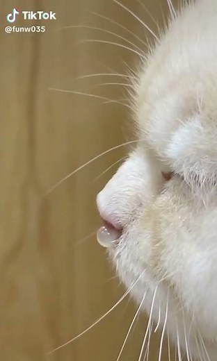 Cat Sleeping with Flu Symptoms: Heartwarming Video of a Cat with a Runny Nose - Must Watch!