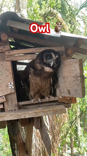 Owl horror sound real owl video #viral #owl #owlhouse #shortsfeed #highlights #ytshorts #shortviral