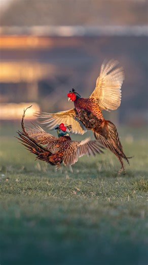 Common pheasant fighting 🥊 #nature #wildlife #birds #animals